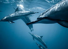 华体会hth体育-0比6后换帅吗？德国领队：信任勒夫，欧洲杯还他带